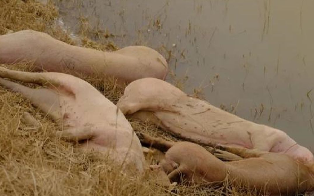 内蒙古黄河大堤成堆死猪泡水里政府回应来了