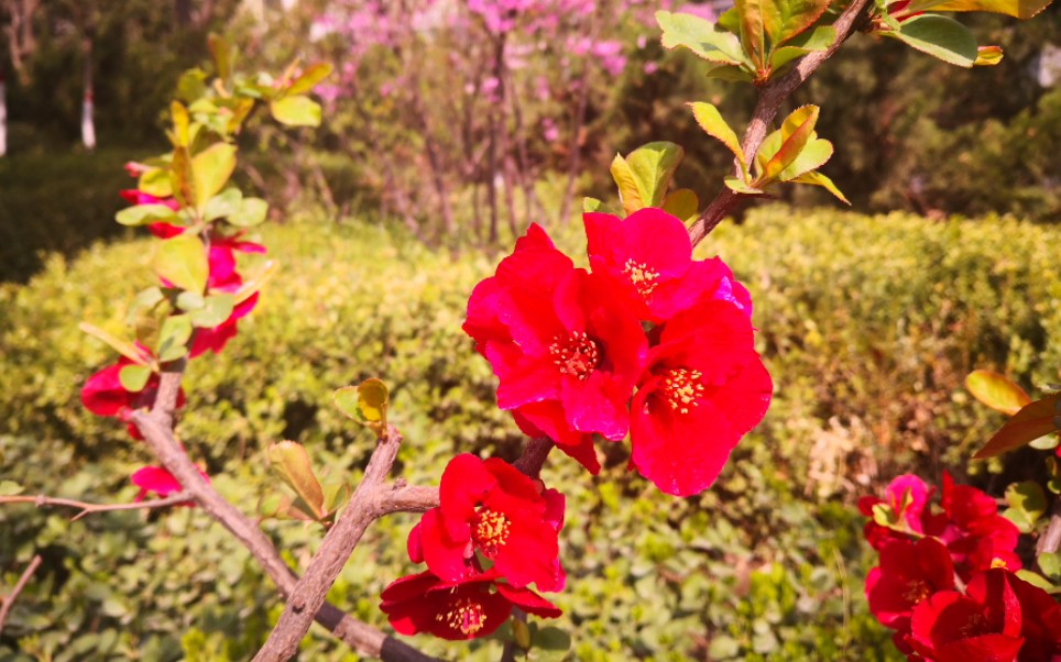 口琴mallowflowercoverotokaze感受断气的绝望吧