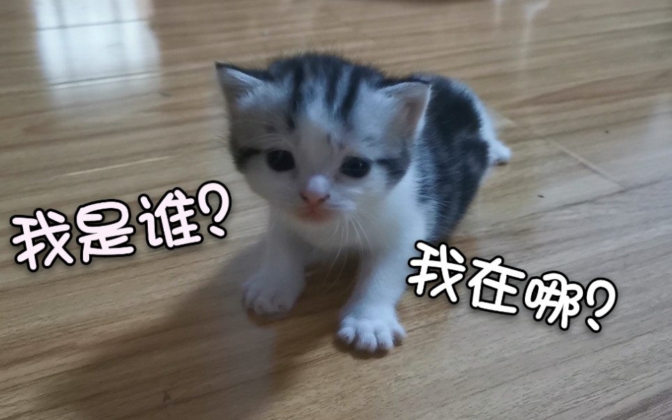 奶喵日常掉出窝的奶喵一脸茫然