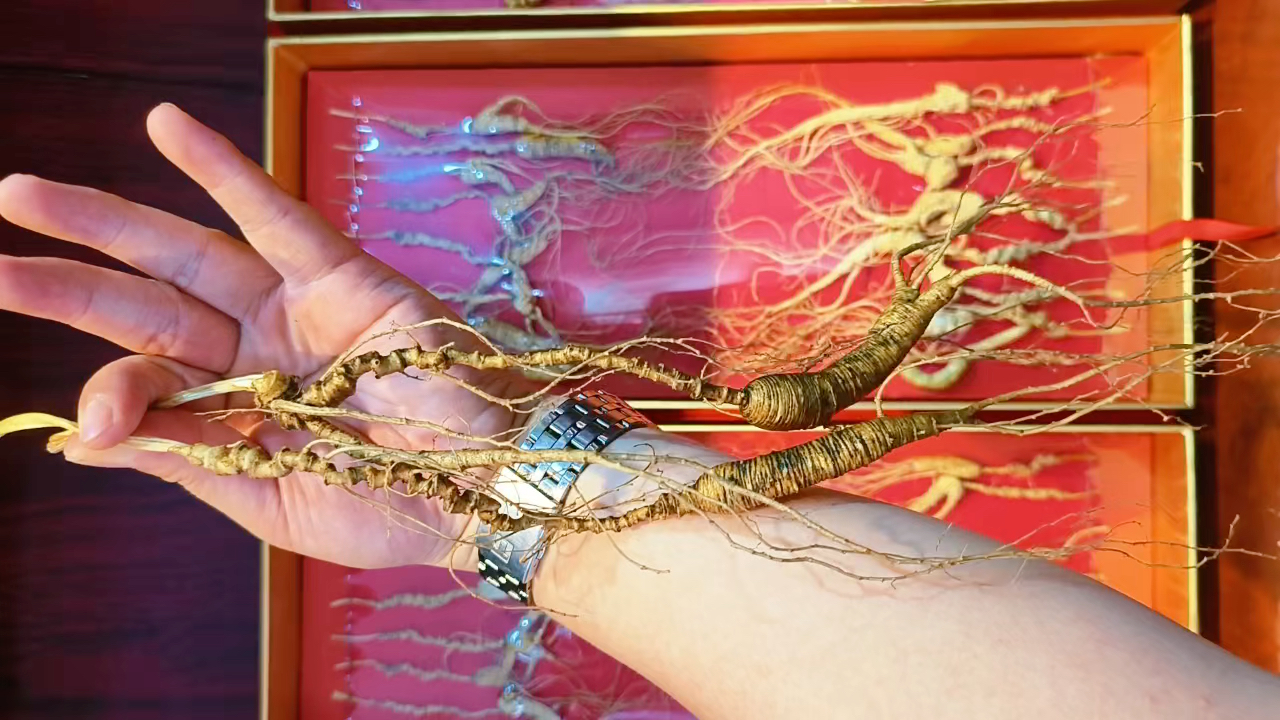 两颗硬货野山参,超长芦头,满参纹,珍珠点明显