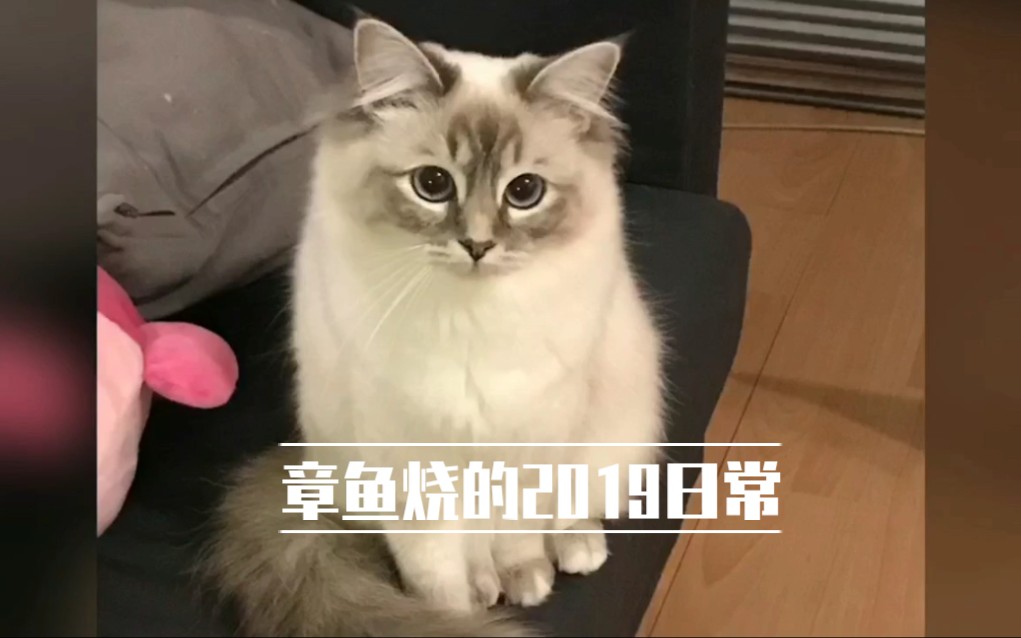 [伯曼]养猫日常|章鱼烧的2019|云吸猫哔哩哔哩bilibili