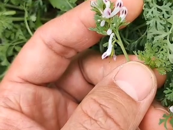 144 地丁草(苦地丁)