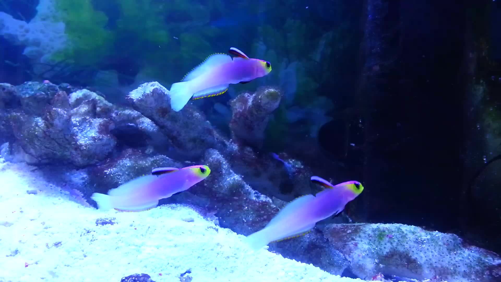 海缸海水观赏鱼紫玉雷达