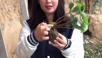 【大学生返乡】🍓地补秧子，你见过白？