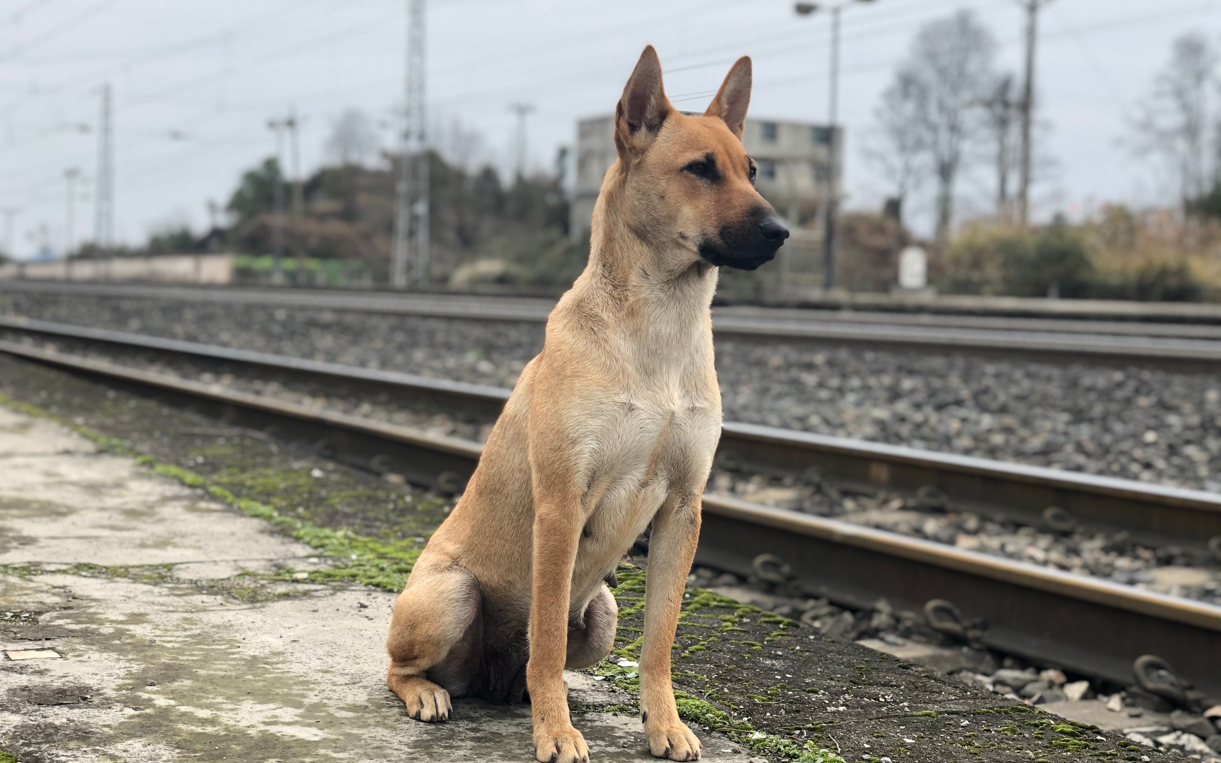 活动  大黄狗知道主人不让同行出门,内心不舍仍听话目送铲屎官离开