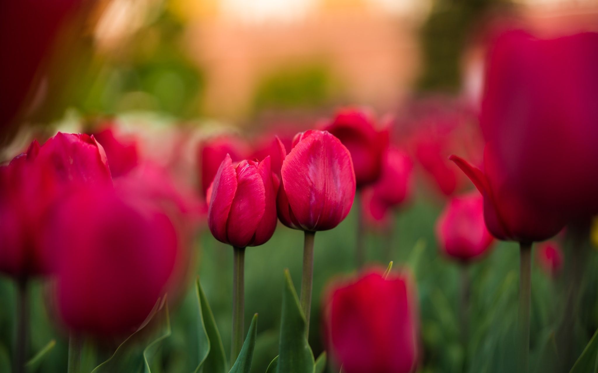 音乐诗画-《温柔的爱》,深情的歌如春日阳光,温暖着你的心