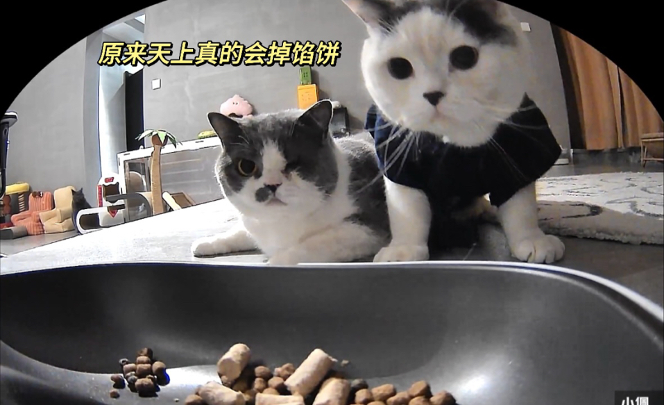 当小猫第一次见到自动喂食器，太搞笑了！