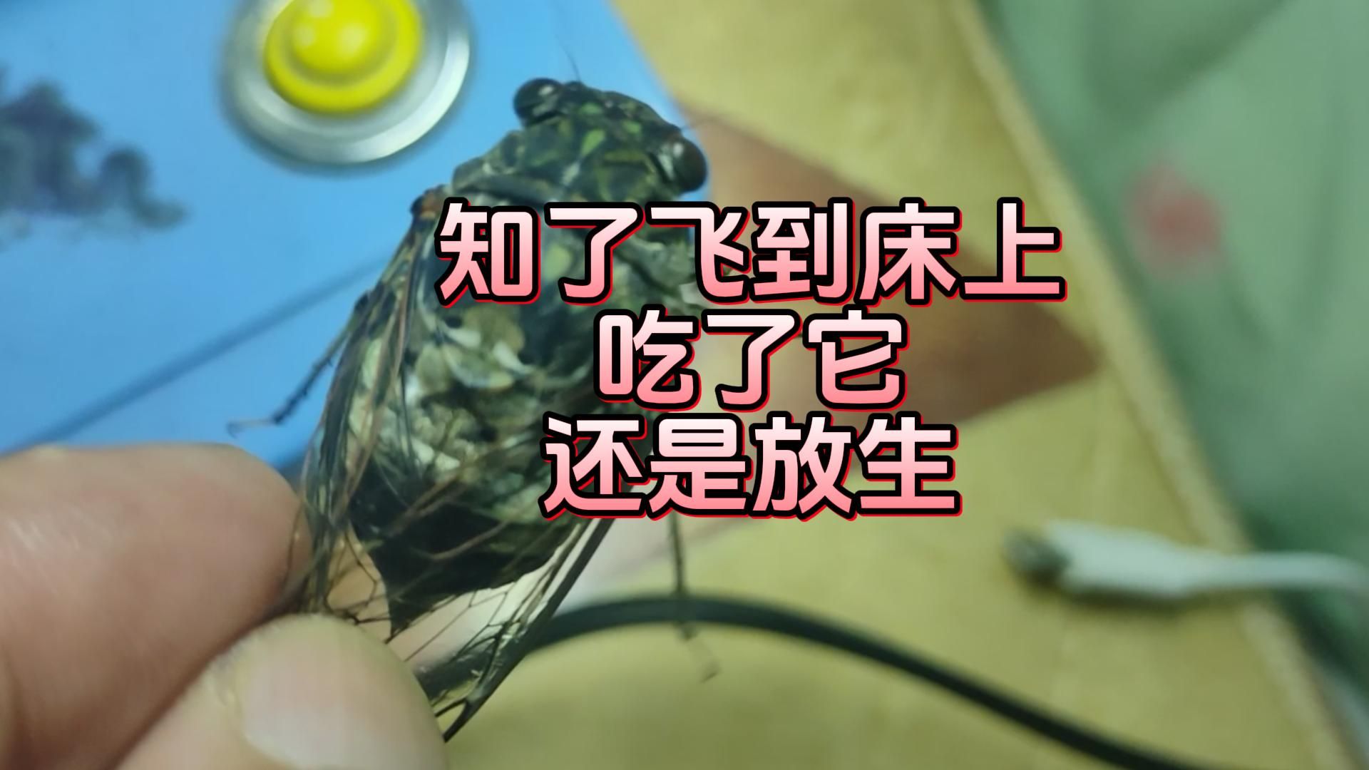 知了飞到床上吃了它还是放生