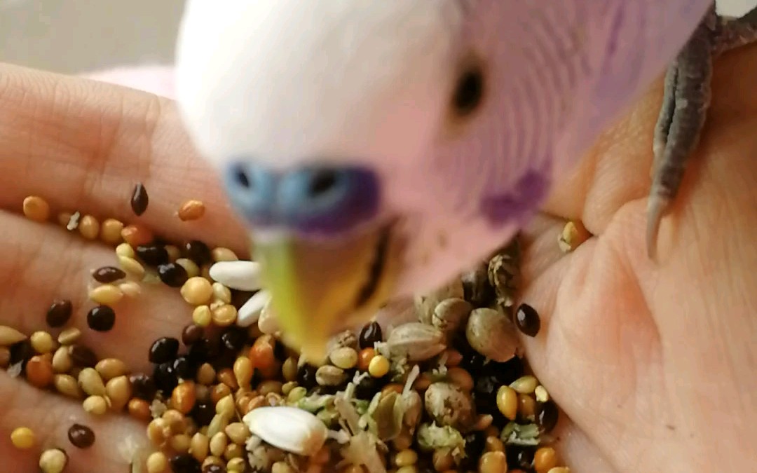 【虎皮鹦鹉】这鸡真好骗,一把米就得手.近距离围观吃货吃米