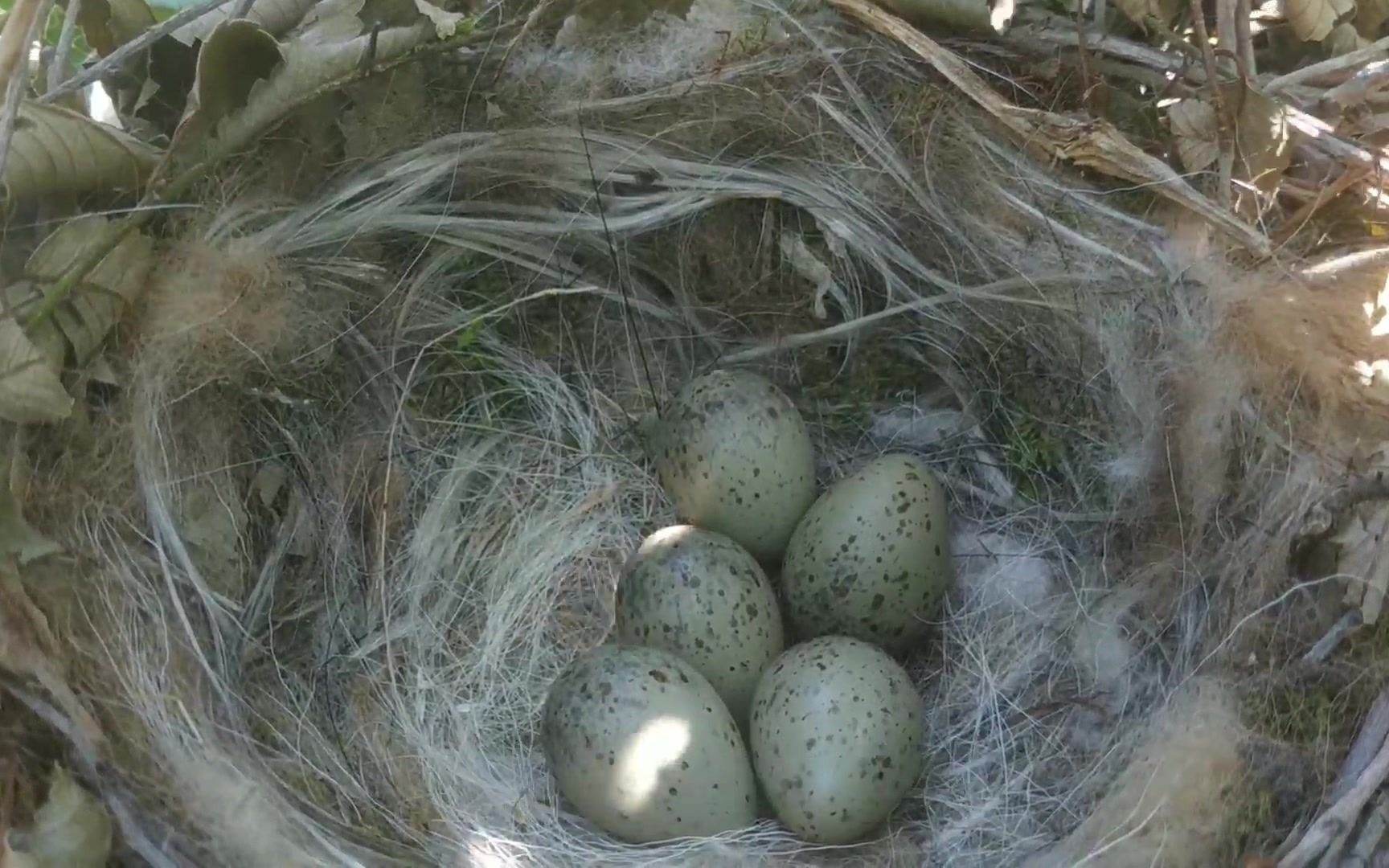 大灰喜鹊真会找地方,在我家杏树上做了个窝,用羊毛和狗毛做铺垫