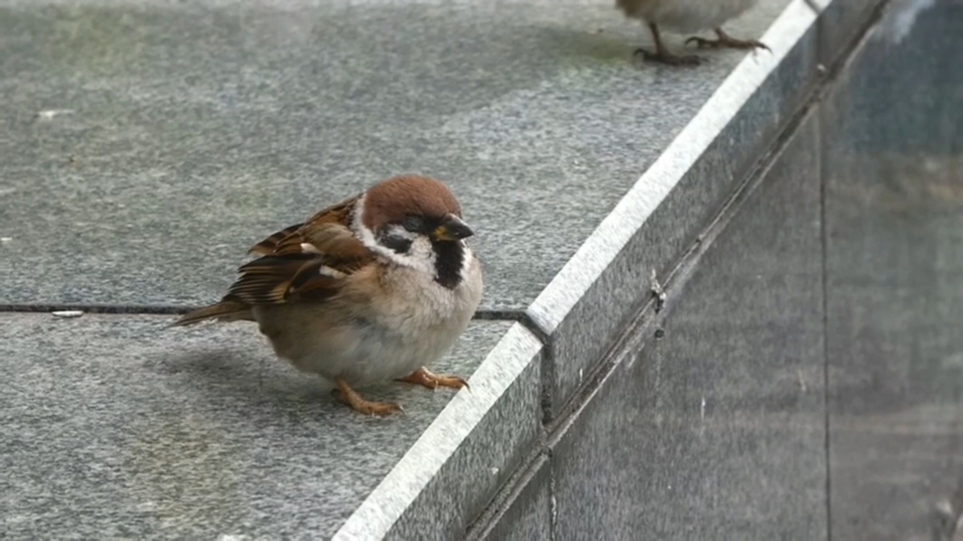 麻雀:这季节真的好困好困呀