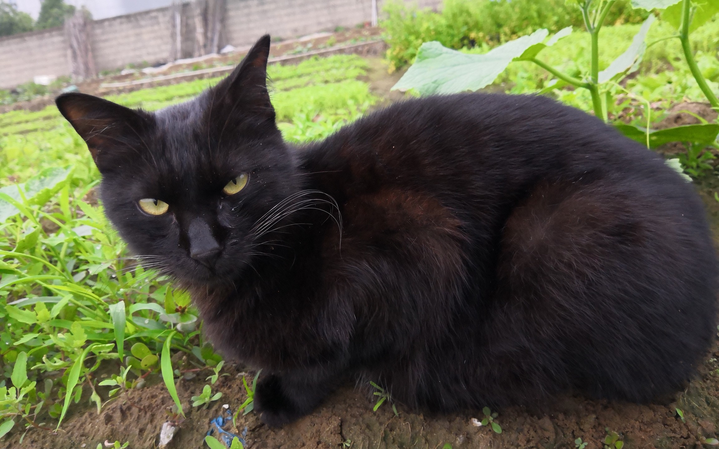 猫猫太爱我了怎么办之黑猫大长腿_哔哩哔哩 (゜-゜)つロ 干杯~-bili