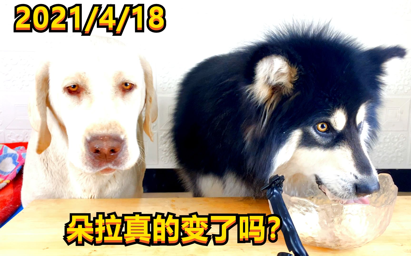 拉布拉多犬 朵拉真的变了?不在争抢了?产后稳重了?太神奇了!哔哩哔哩bilibili