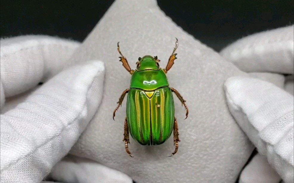 宝石金龟no02chrysinaadelaida绿色型