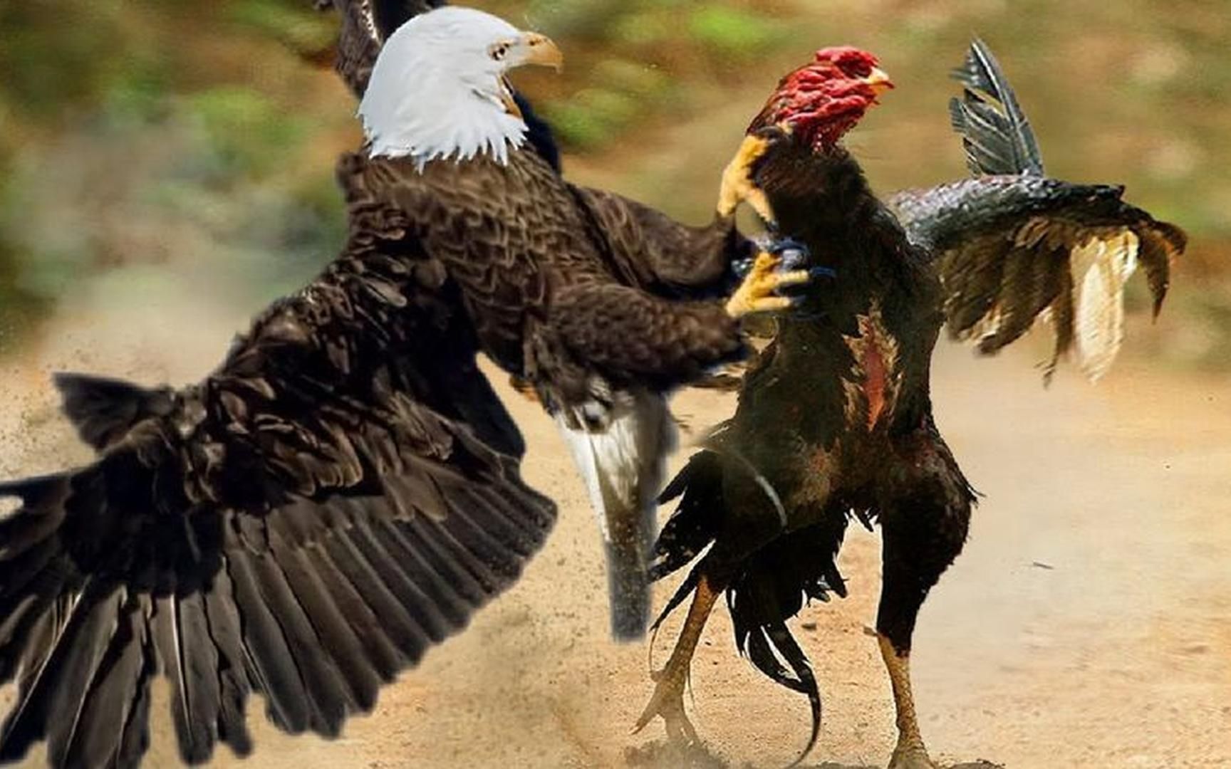 老鹰后悔攻击公鸡,大型的猛禽,公鸡中的战斗机!