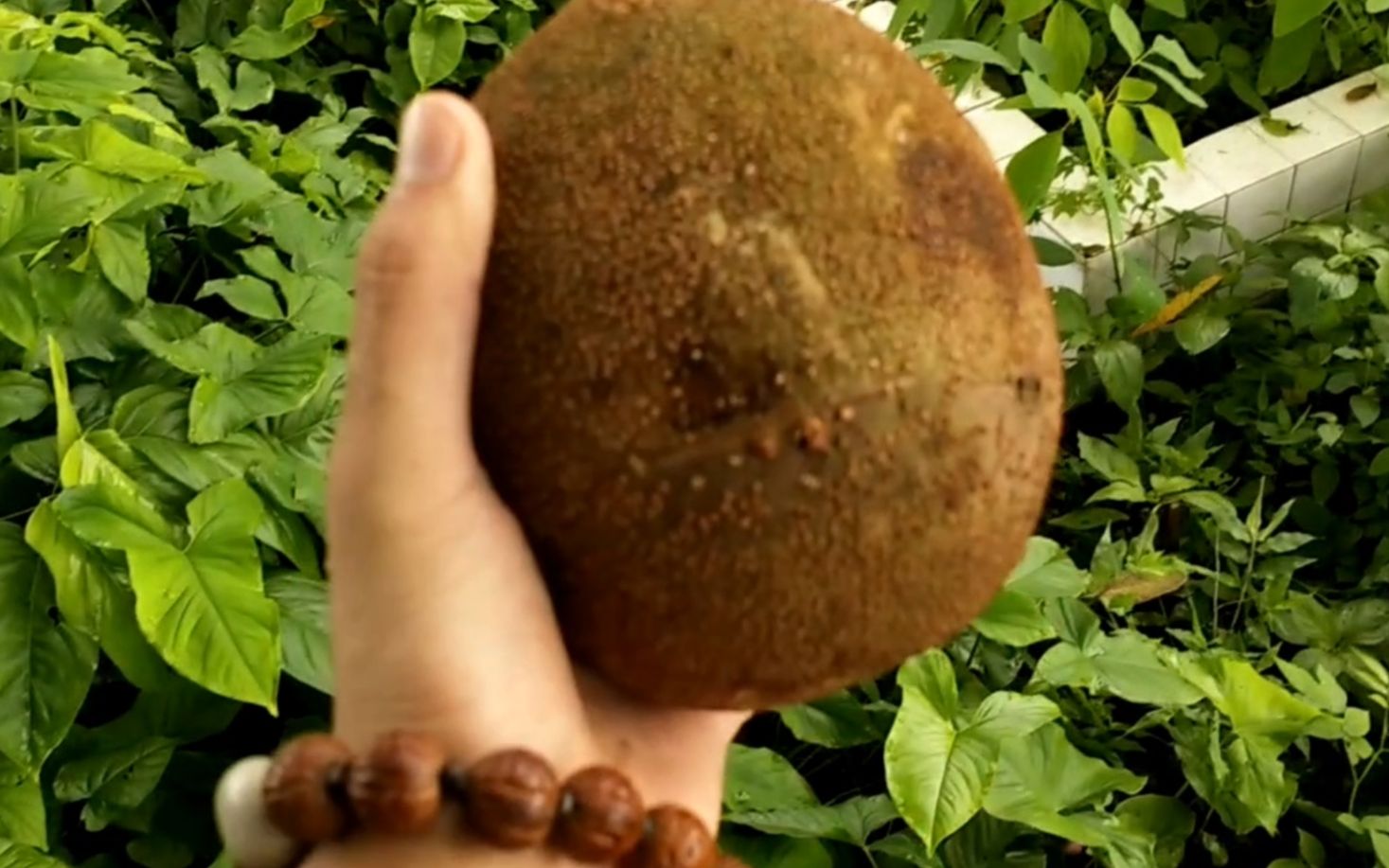 传说可以炸死小鸟威力堪比手雷的炸弹果!山东小伙以身试果!