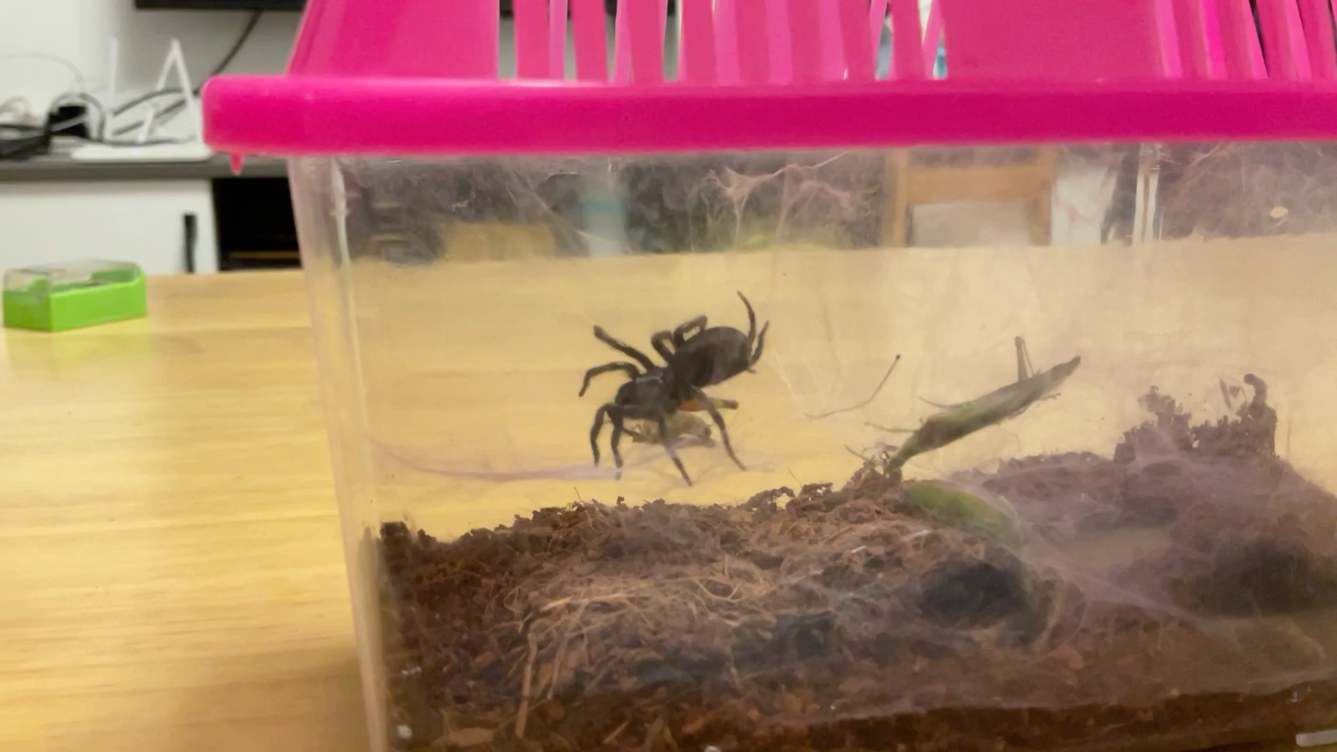 触形大疣蛛捕食稻蝗