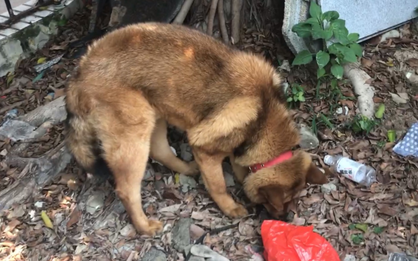 冷风宇宙溜溜猪猪乐乐