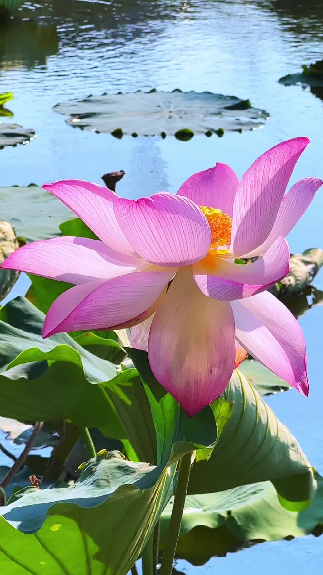 荷花不知道,自己便是夏天#心如莲花 #出淤泥而不染 #你若盛开清风自来