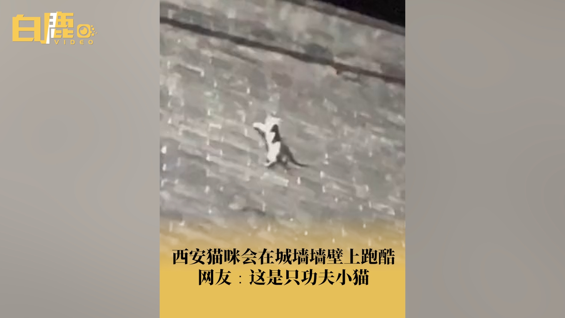 西安猫咪会在城墙墙壁上跑酷 网友:这是只功夫小猫哔哩哔哩bilibili