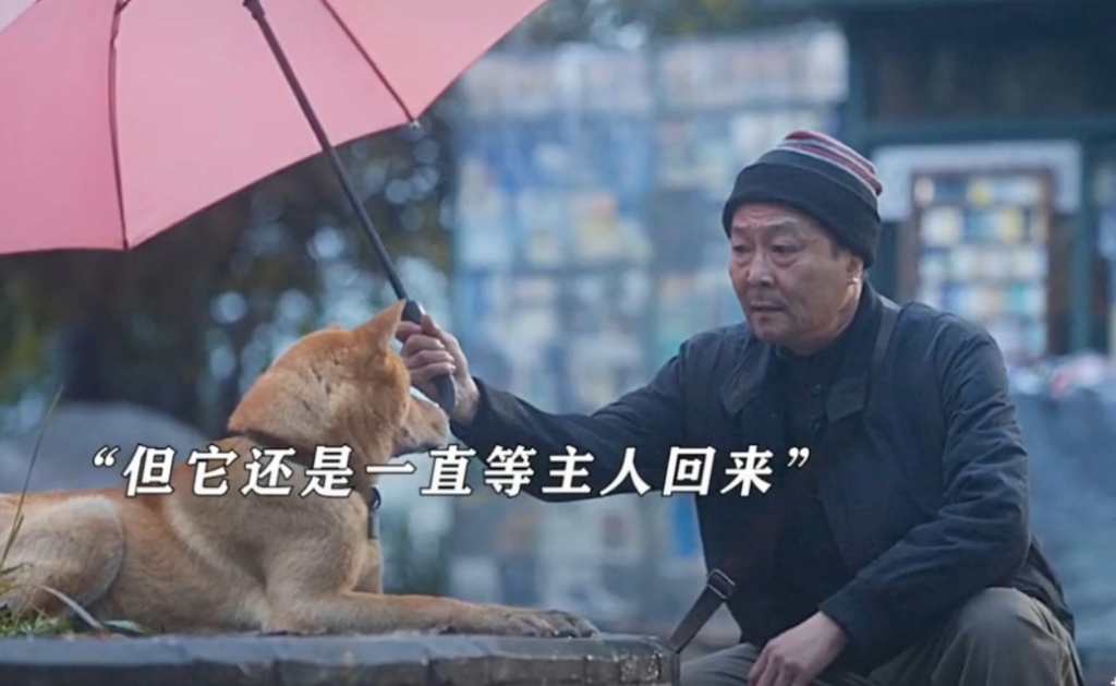 好感人的一部剧忠犬八公