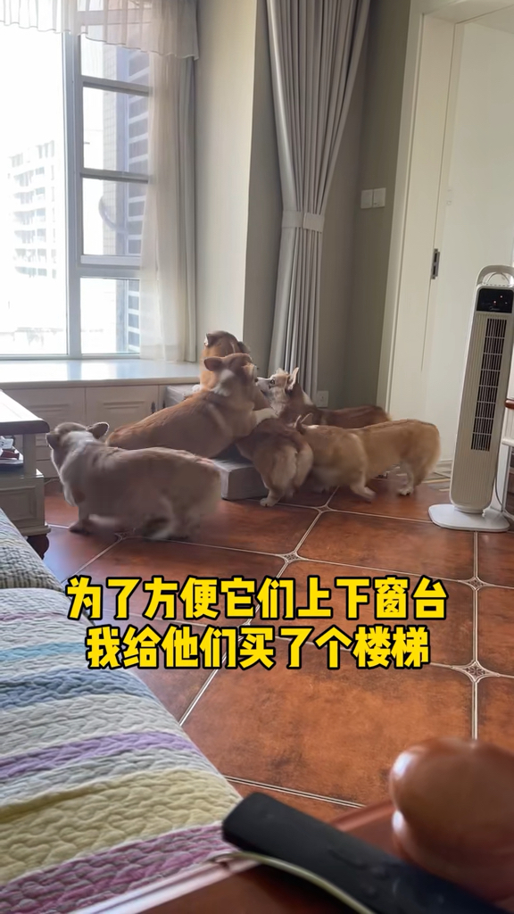 小柯基犬图片柯基犬有多少个颜色哔哩哔哩bilibili