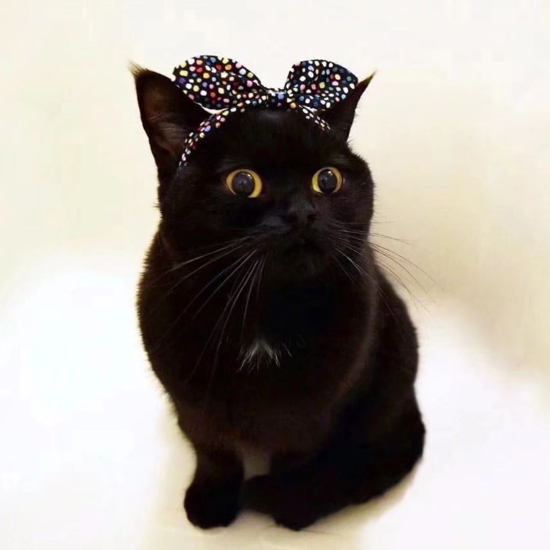 活动  黑色的小猫咪