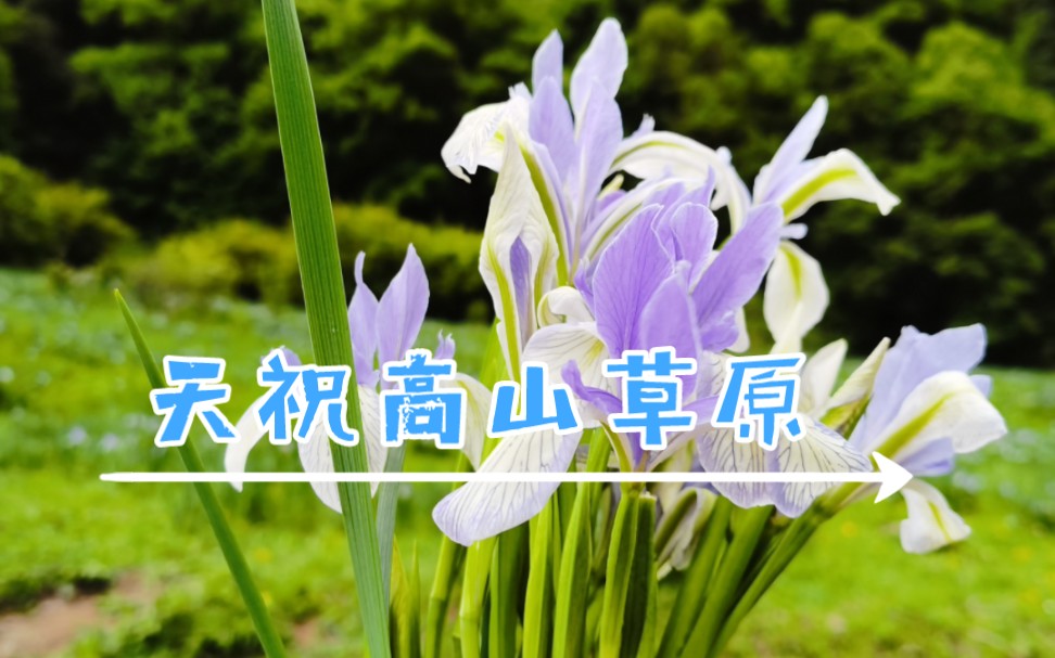 【奇境剪影/祁连山腹地】天祝高山草原,马莲花,香柴花盛放