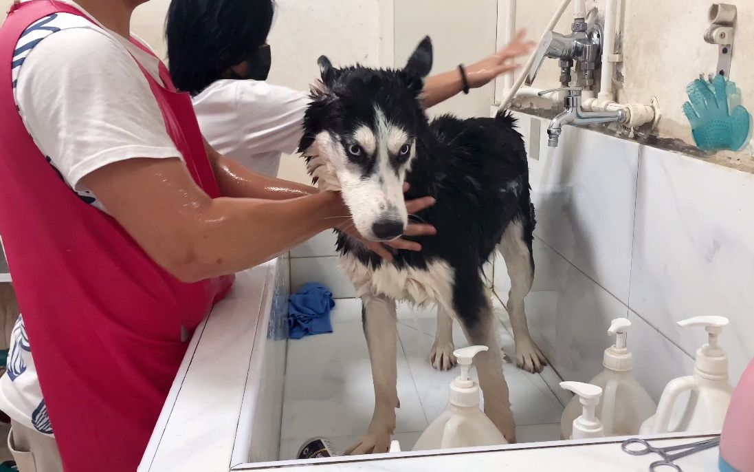 带着哈士奇去宠物店洗澡,老板老板娘双双上阵,二哈洗澡有点废人