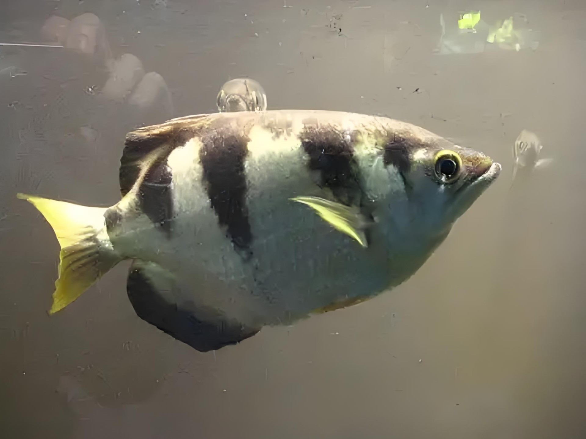 动物小游侠之动物小百科2:18.射水鱼