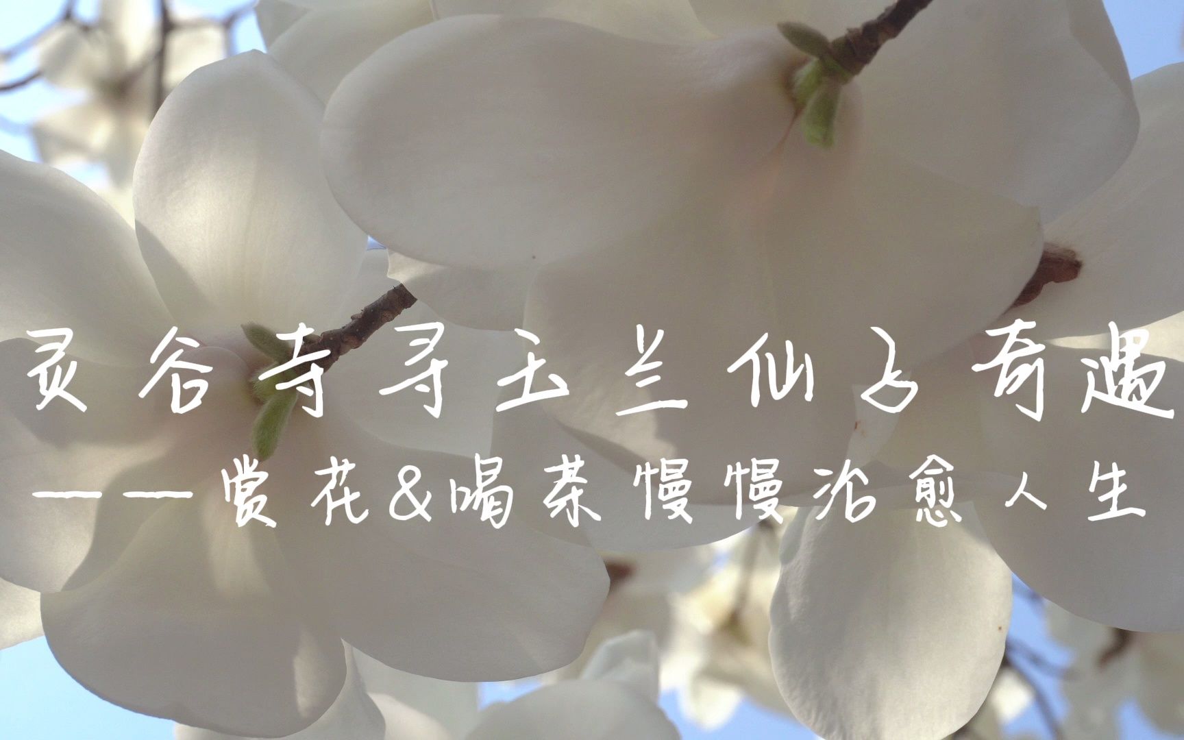 【治愈系】灵谷寺寻玉兰仙子奇遇|灵谷山房吃茶|春日浪漫限定|在南京