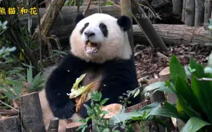 10.22  10:18 花叶加餐时间！逮到好久不见的正脸花宝叽！