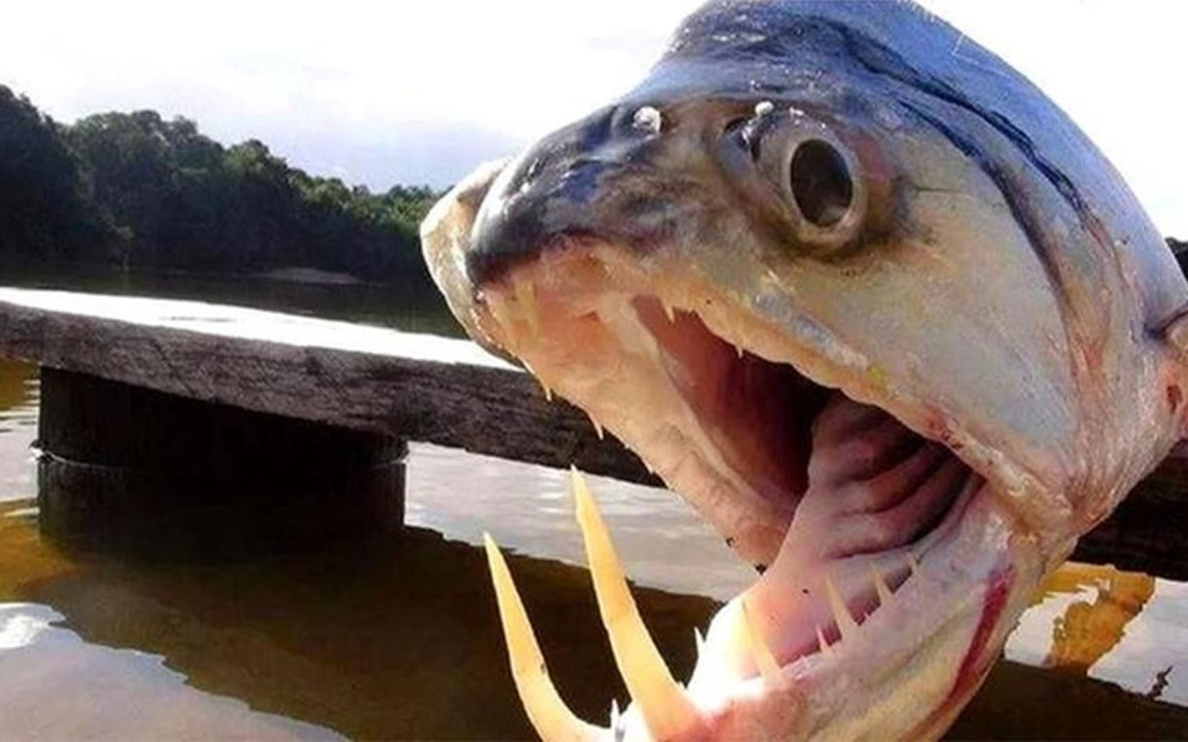 饿了八天的食人鱼,遇到一条电鳗后,水面开始沸腾