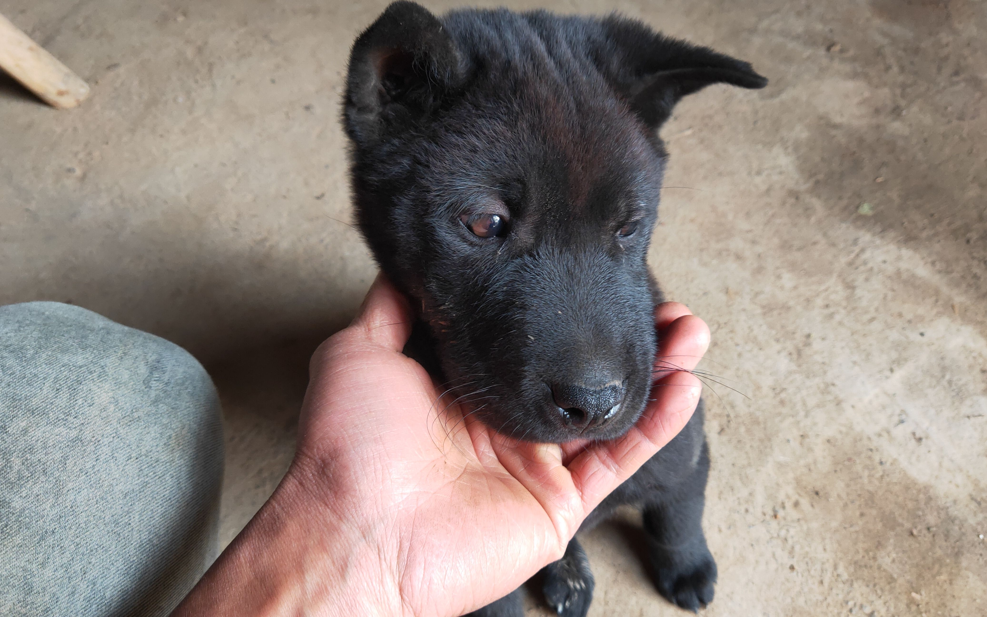 家有两神兽,一黄毛白面金不换,一纯黑"狗熊"