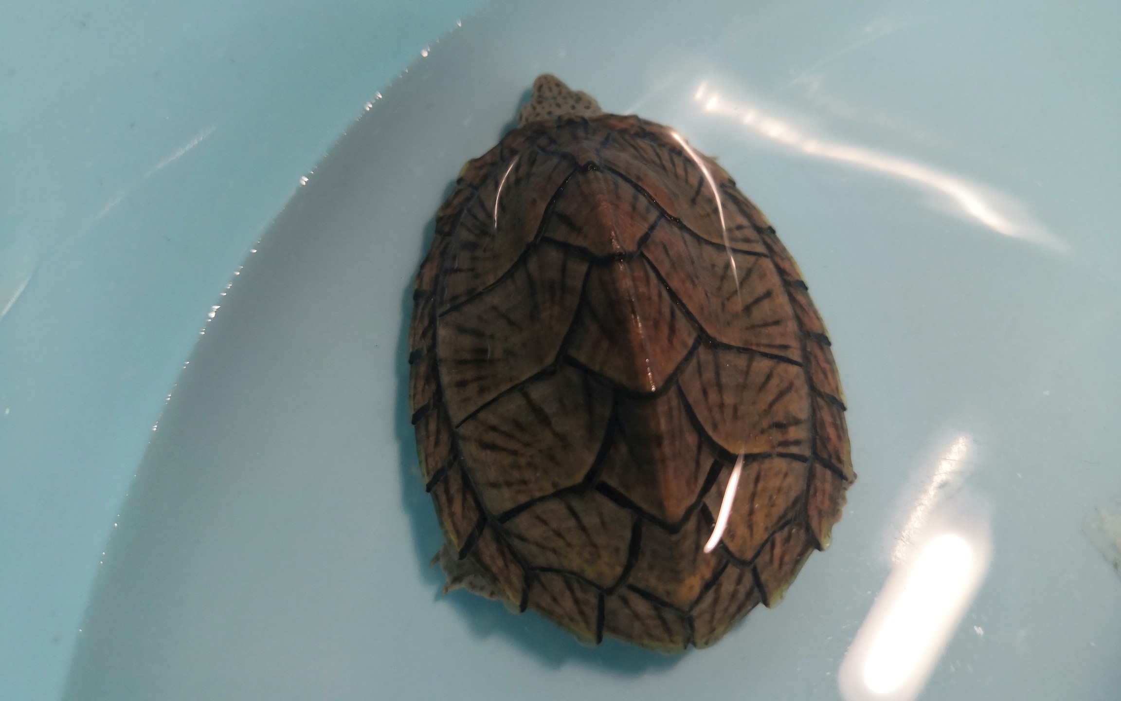 盘龟(四)"血祭"过的憨憨小剃刀 蛋龟系列之刀背