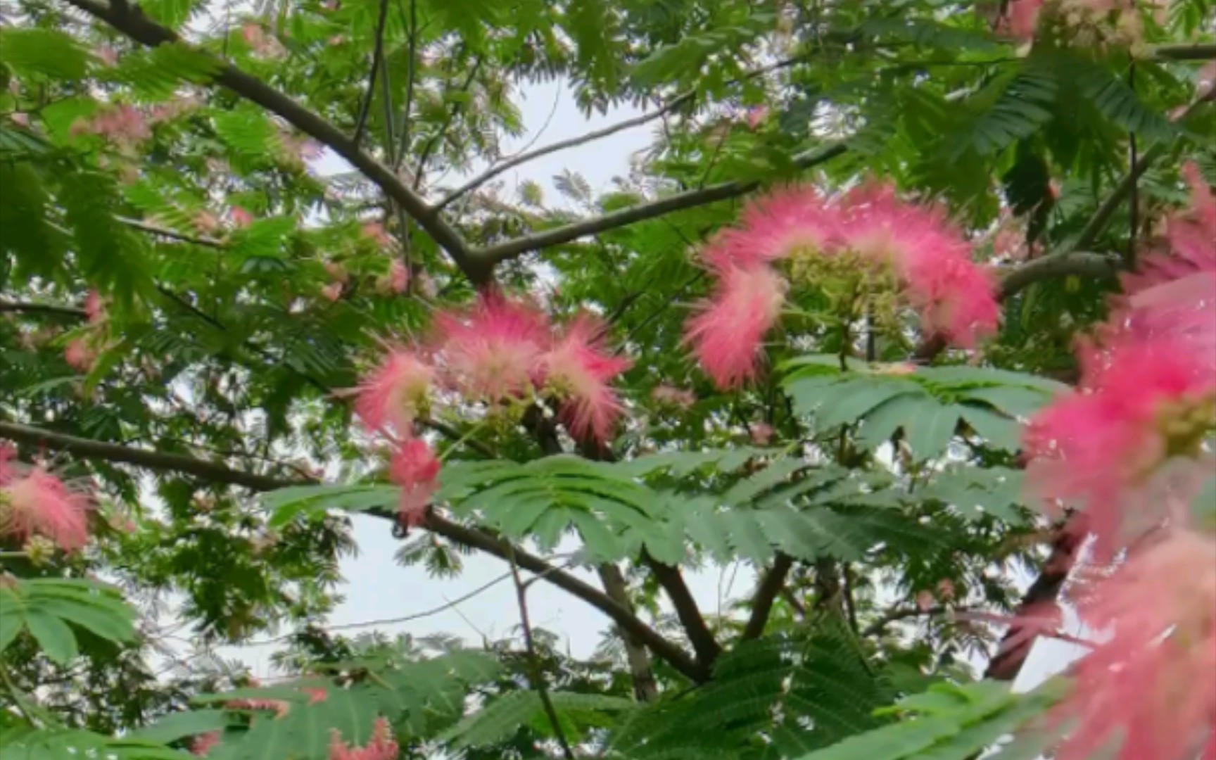 [图]不见合欢花， 空倚相思树。中心医院北院对面的合欢花盛开