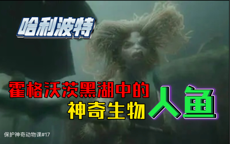 【哈利波特】霍格沃茨保护神奇动物课——人鱼