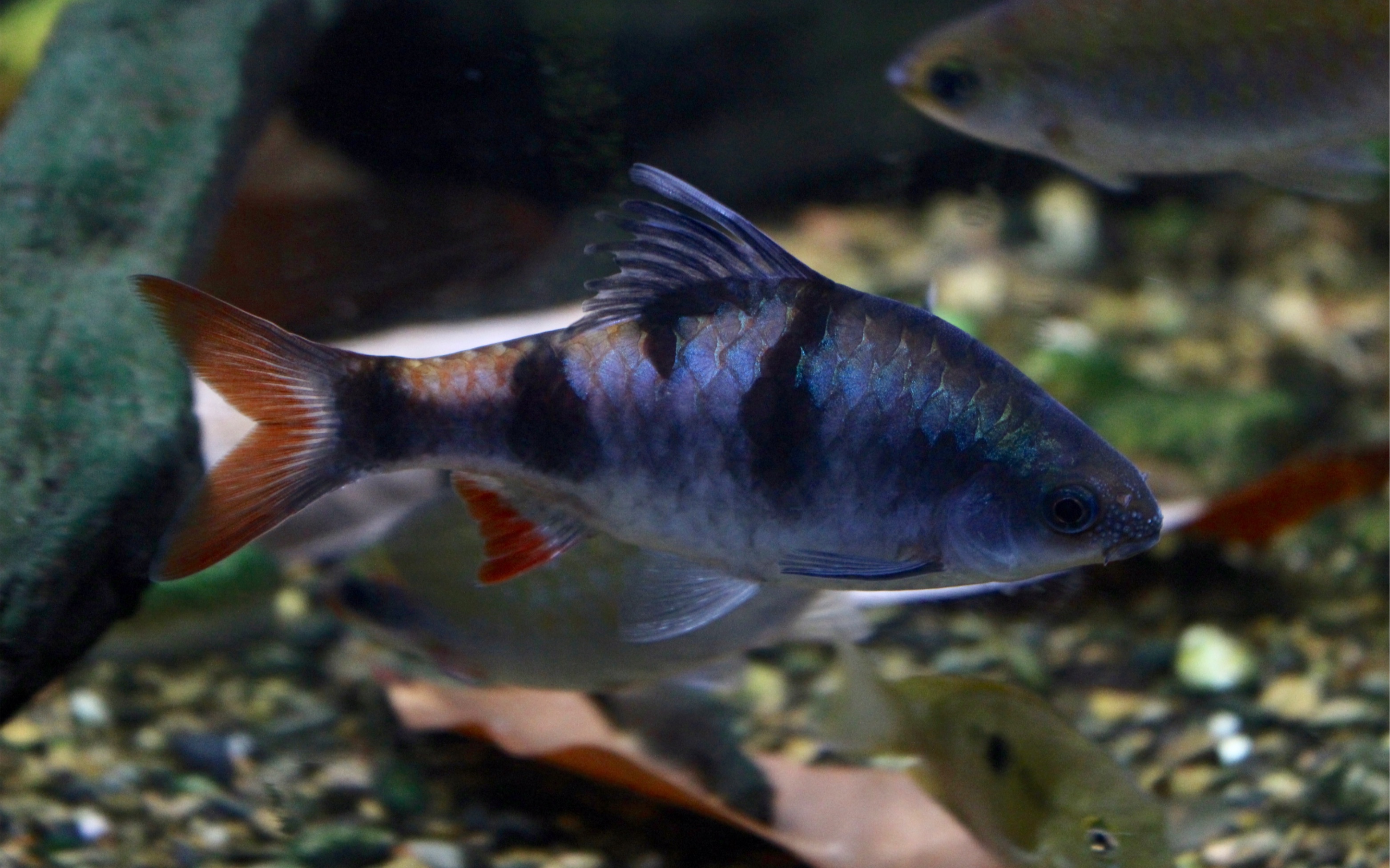 我的道金斯鲃混养缸!