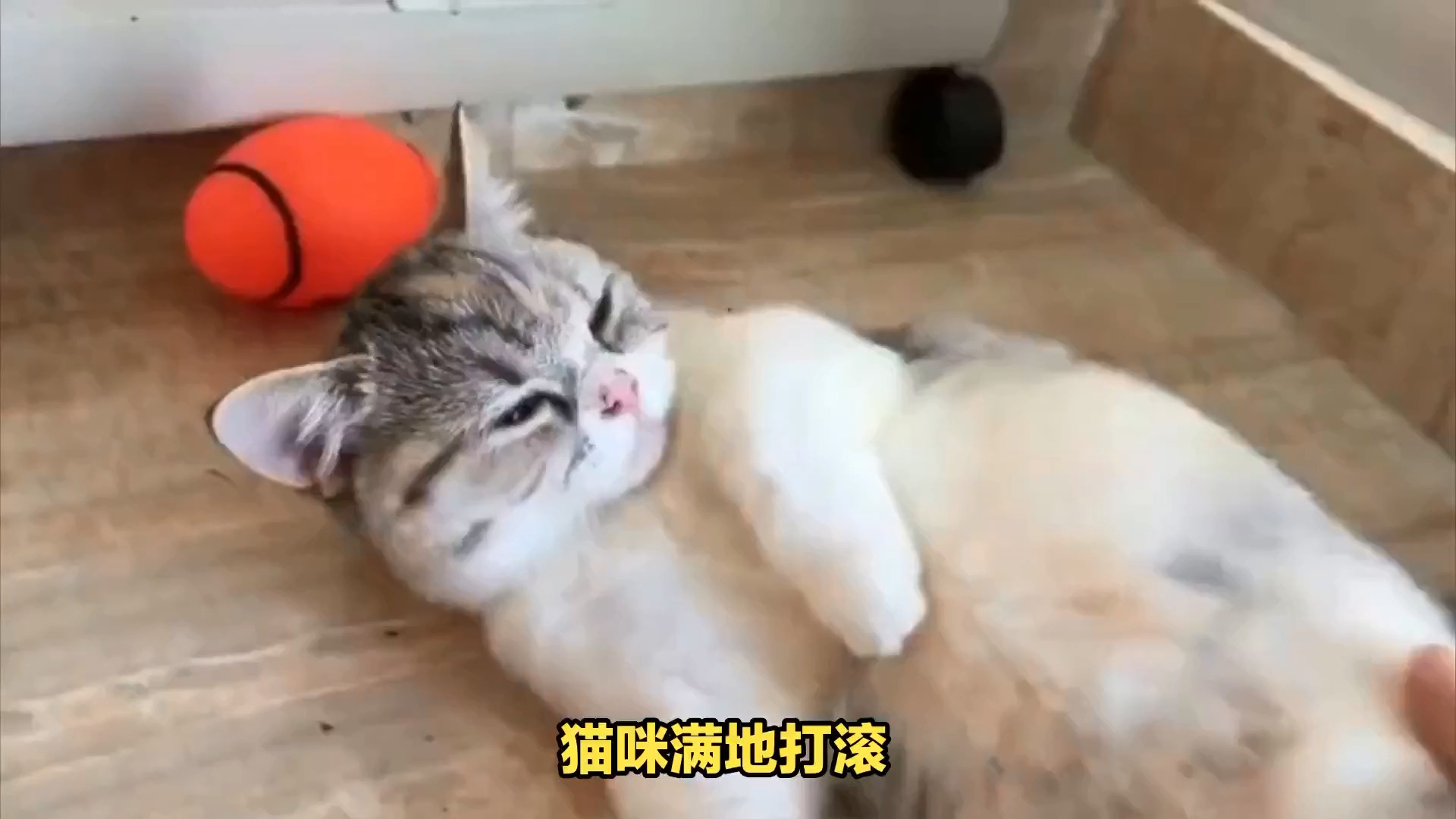 猫咪满地打滚:不仅仅是卖萌,还有这些深意!