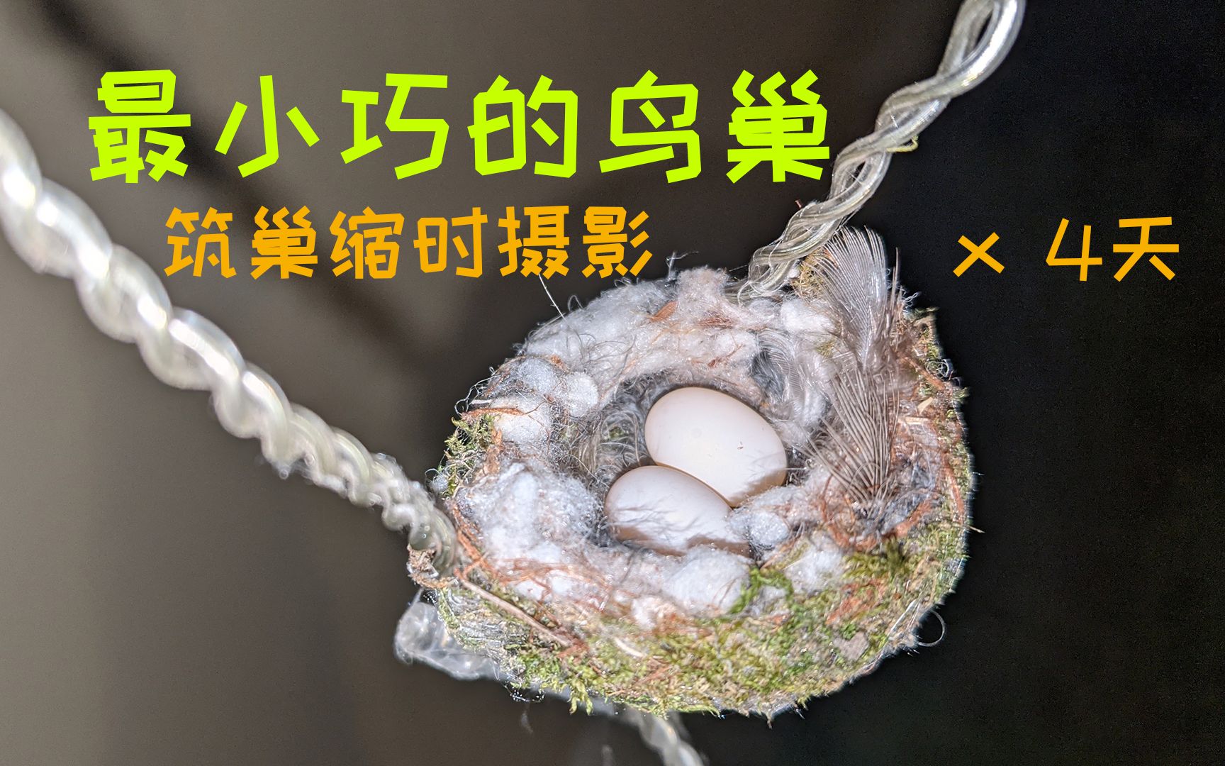 小蜂鸟筑巢过程4天缩时摄影世界上最小巧的鸟巢