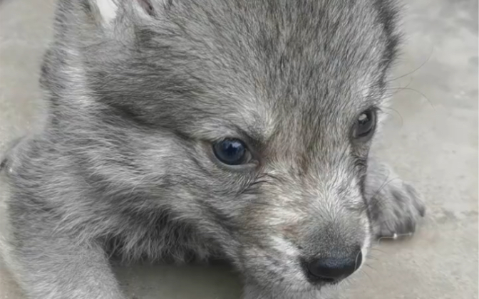 捷克狼犬 一胎两个宝宝,营养丰富,长的俊