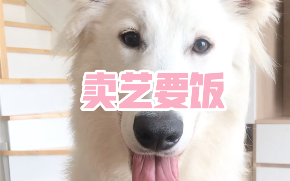 【白色瑞士牧羊犬】大白兔卖艺要饭哔哩哔哩bilibili