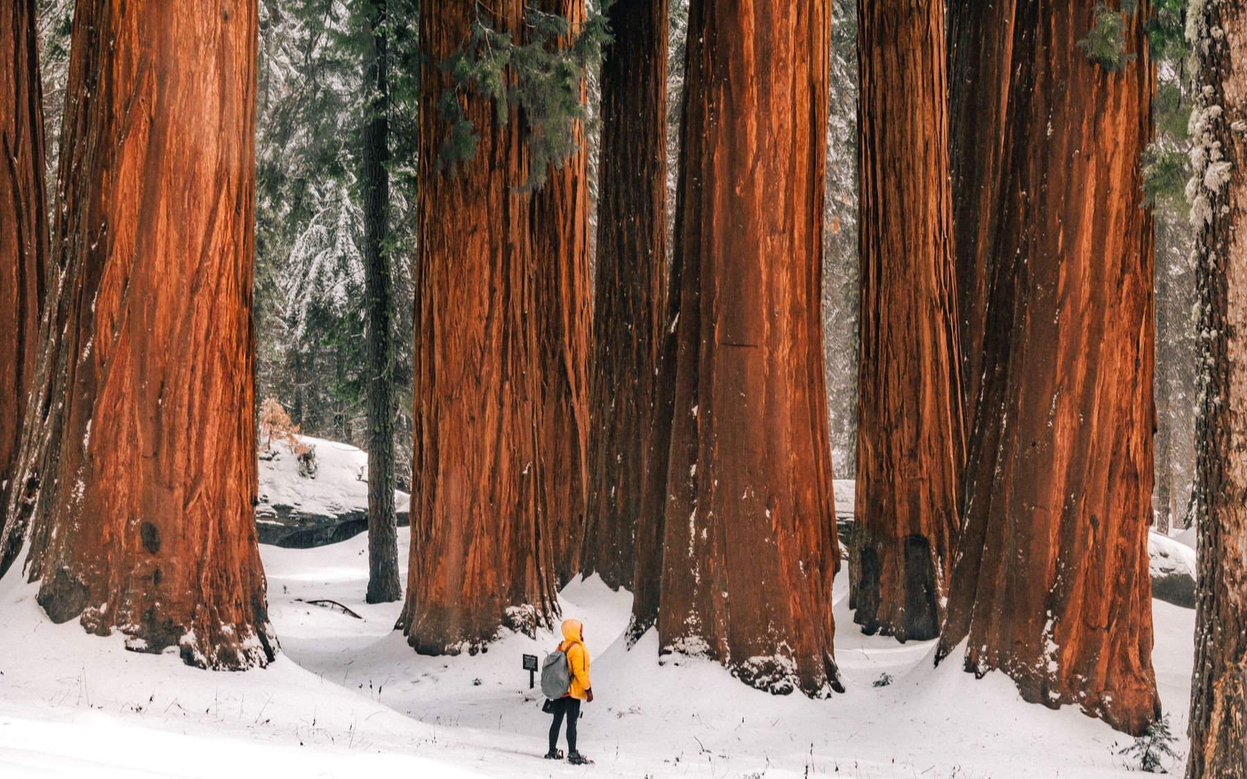 成群扎堆的千年参天大树!冬季的加州红杉国家公园