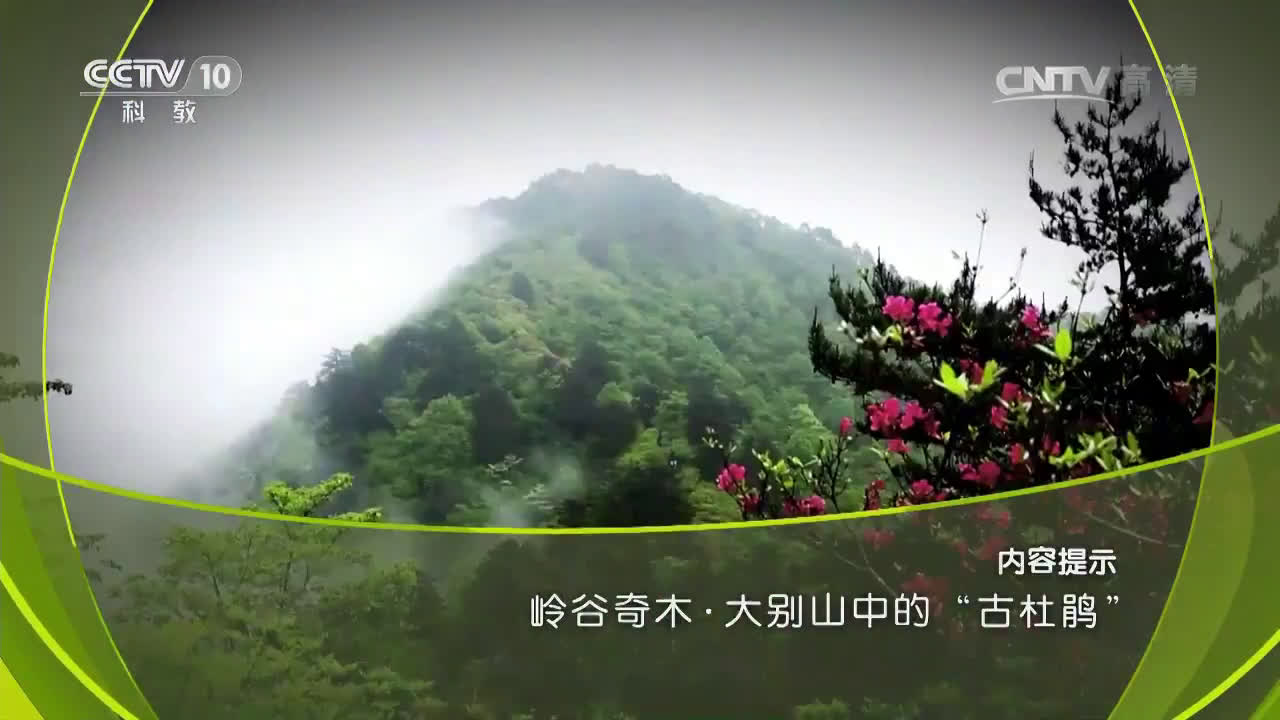 [图]【CCTV】地理中国 大别山中的“古杜鹃”