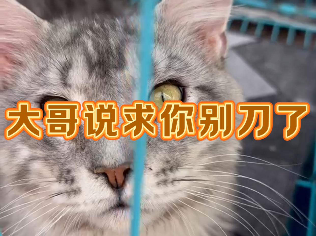 大哥说我求你别刀了