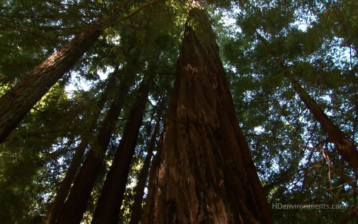 [图][世界上最美丽的地方·加州红树林海岸].Living.Landscapes.Earthscapes.California.Redwood.Forest.