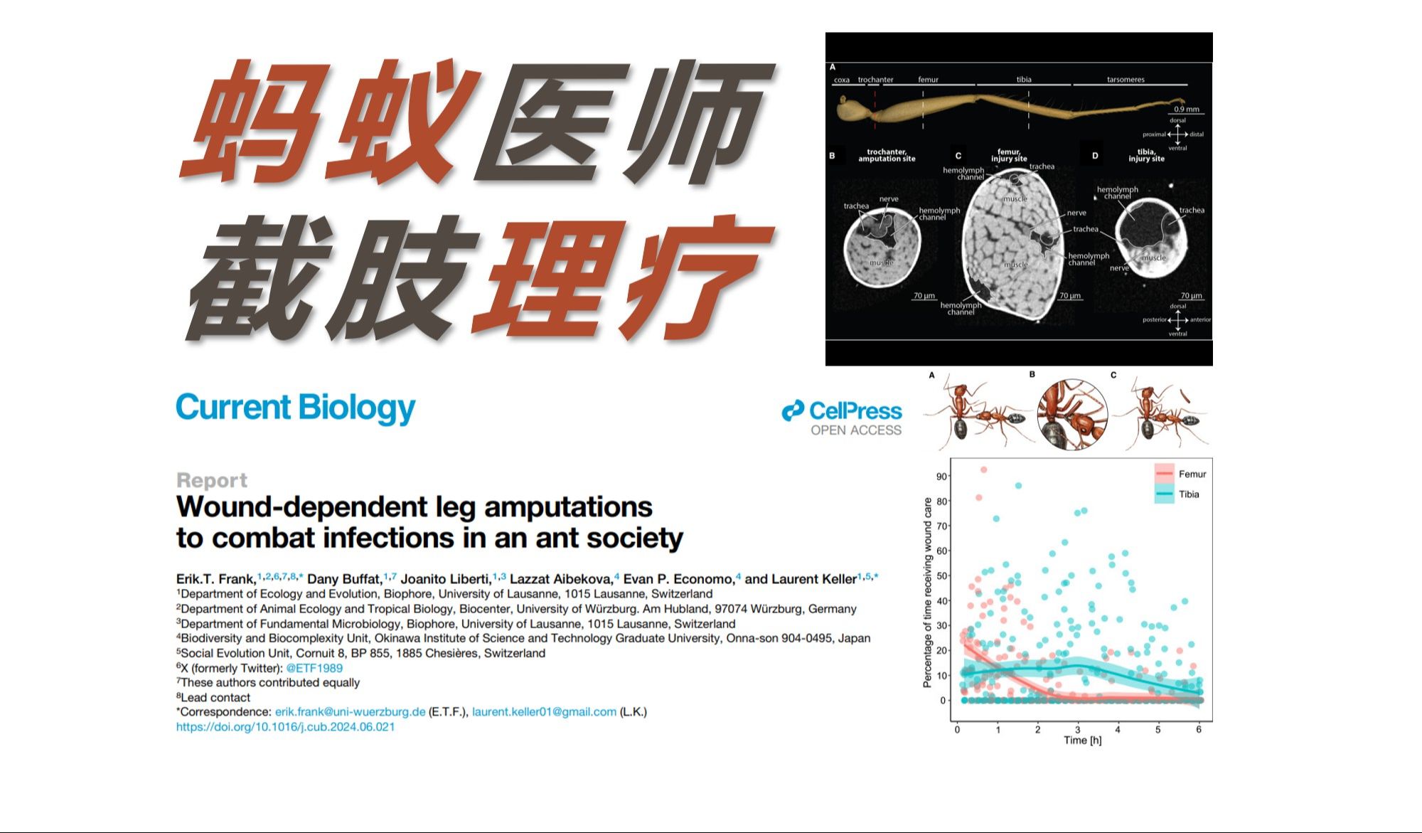 【文献速递】新知72 蚂蚁医疗:谁说只有人类能做手术 蚂蚁一样能给同伴截肢哔哩哔哩bilibili