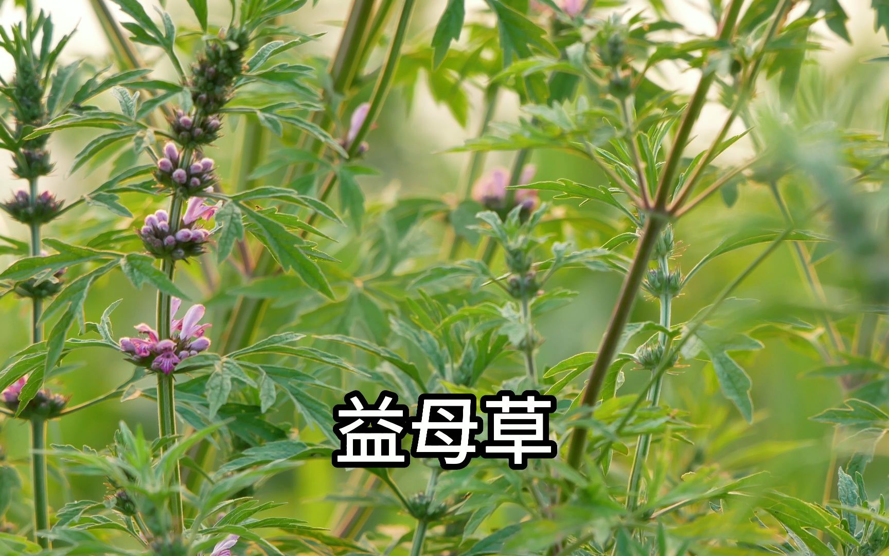 [图]百草歌串烧：认识身边常见的27种中草药