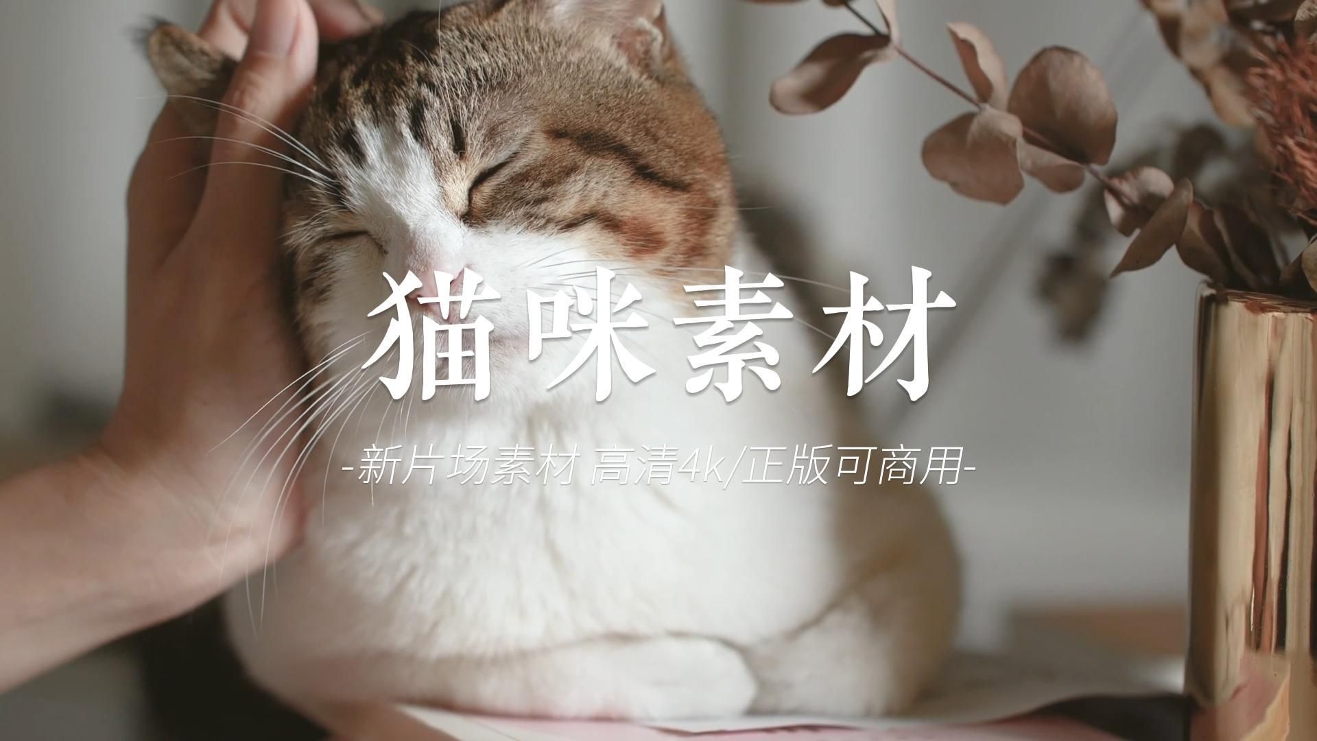 [图]猫猫素材｜新片场素材｜高清4K正版可商用