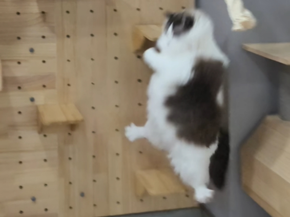 第一个吃螃蟹的猫